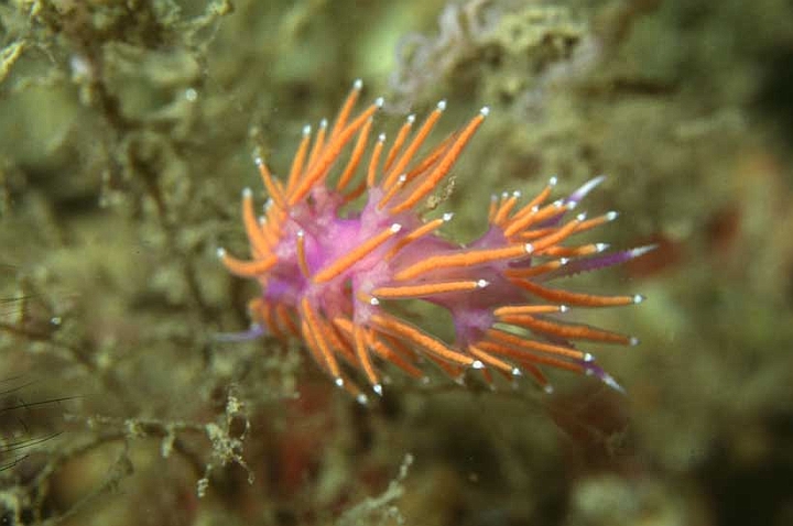 01 flabellina ischitana.jpg